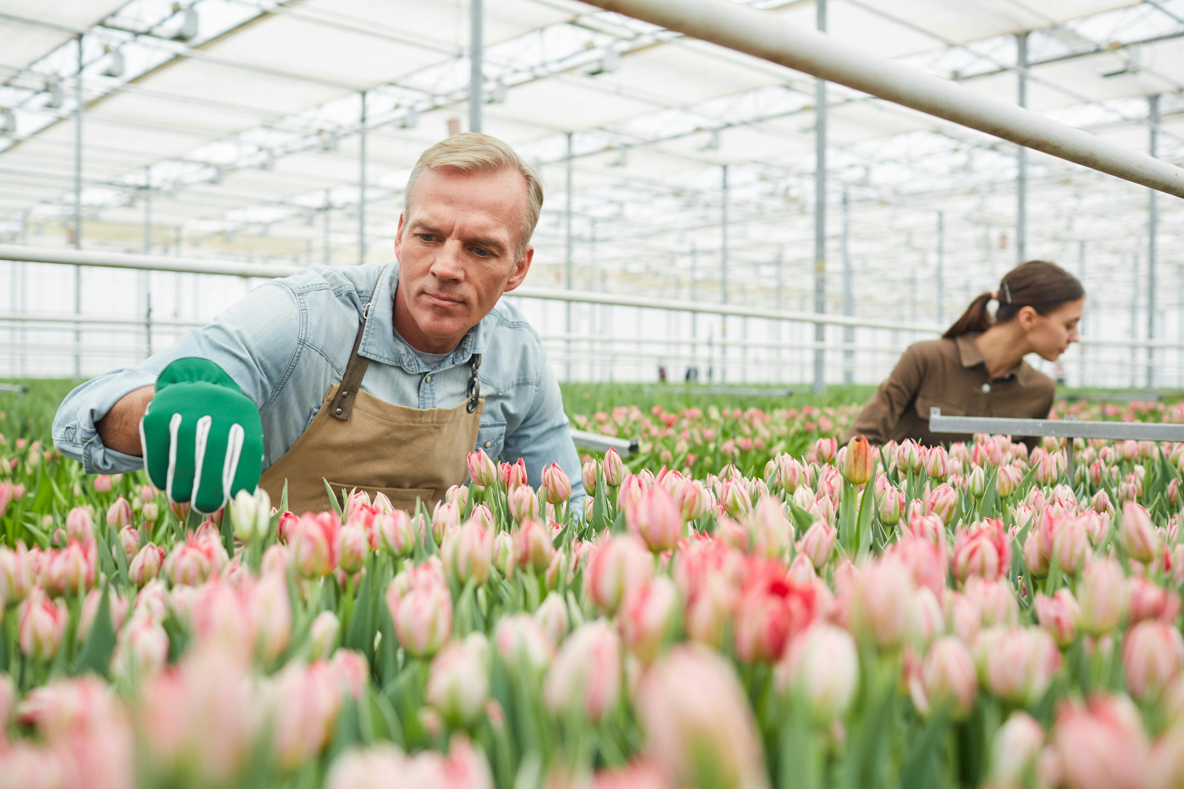 man-picking-plants